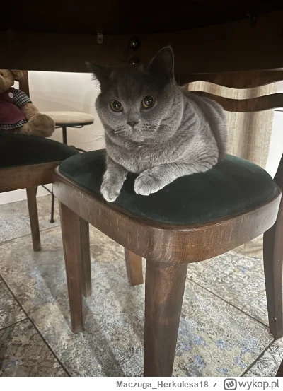 MaczugaHerkulesa18 - @MaczugaHerkulesa18