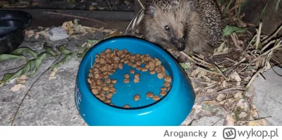 Arogancky - Wczoraj w nocy usłyszałem chrupanie. Okazało się, że kolczak czyści michę...