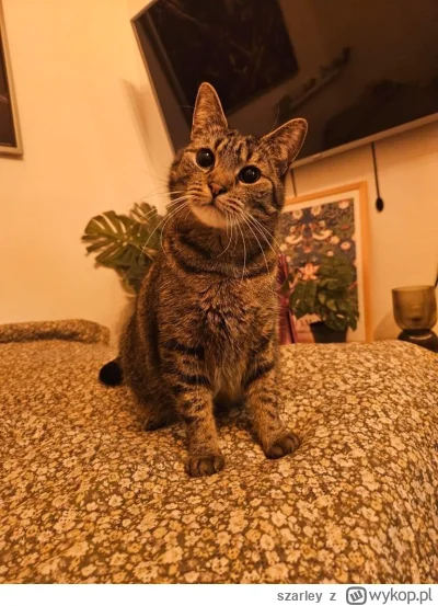 szarley - Elzunia #pokazkota #kitku