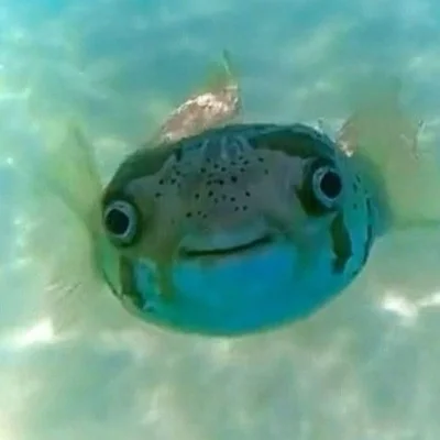 dodi-lukebakio - #f1 #codziennyolliebearman 

Dzisiaj Ollie w trochę innej wersji :)