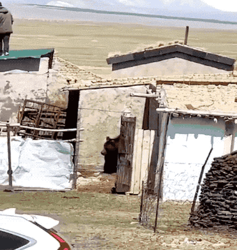 wfyokyga - Misiu chce się tylko pobawić