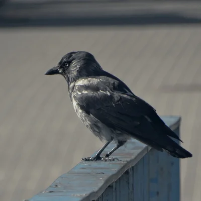 Lenalee - Kawka z białym brzuszkiem (ʘvʘ) 
SPOILER

#ptaszkowpis