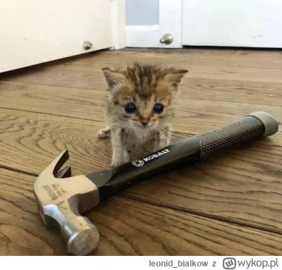 leonidbialkow - @chlodnakalkulacja: to ja był tylko