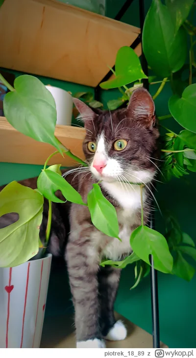 piotrek1889 - #pokazkota #kitku #zwierzaczki kot zdziwiony w zieleninie (｡◕‿‿◕｡)