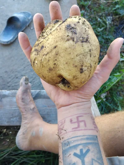 Dobry_Gospodarz - #ziemniaki #ogrodnictwo #stopy 

Piekny rok żeby mieć ziemniaki