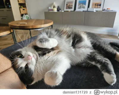 damian131720 - I tak to se leżymy. Zero potrzeb. 
#pokazkota 
#kitku