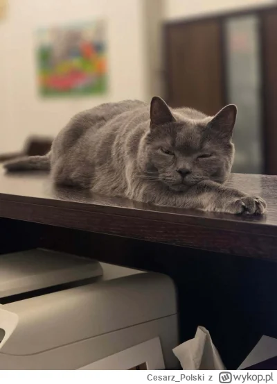 Cesarz_Polski - #kotekwrocek #wroclaw