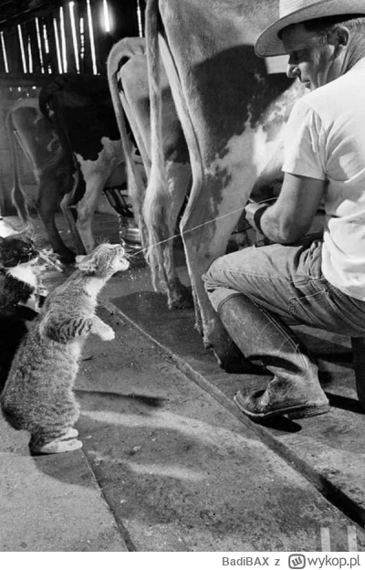 BadiBAX - 3 hołry i 40 minet do fajrantu czymajta mnie, kitku dla atencji circa 1954 ...