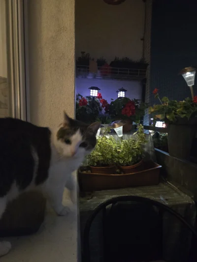 Solsith - @Kantorwymianymysliiwrazen: to mają sie dobrze bo kilka lat nie było takich...