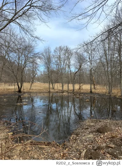 R2D2zSosnowca - Panie i panowie oto #bajorko marcowe #r2d2zwiedza #natura #usa +1C