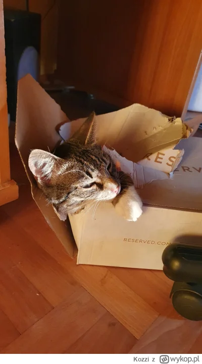 Kozzi - Kiedy znalazłeś takie pudełku co już dawno nie znalazłeś (ʘ‿ʘ)
#koty #pokazko...