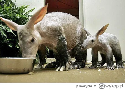 janeeyrie - Na dobry humor, aardvarki przy misce.

Tak, one naprawdę istnieją.

#smie...