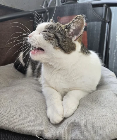 Solsith - @Slupper: nie ale kilka razy to robi ( 2-3 ziewy pod rząd) dlatego łatwo fo...