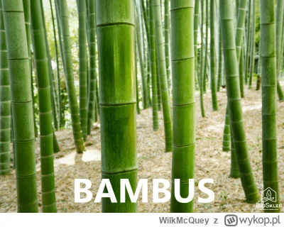 WilkMcQuey - #sebcel #codziennybambus