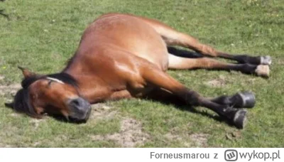 Forneusmarou - @speed19: