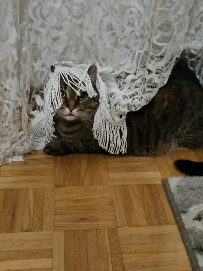 Kotouak - #gangkociakow #pokazkota
Jestem Kurowa kotopatra
Rozkazuje ci dać tuńczyka