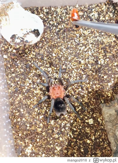 m.....8 - #ptaszniki