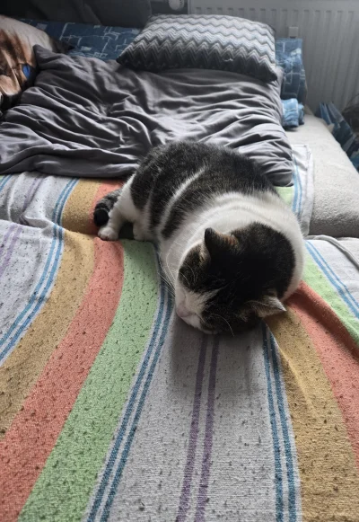 Solsith - #spaslak #pokazkota do roboty to cham i traktor jest(￣෴￣)