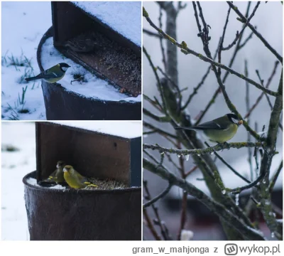 gramwmahjonga - #ptaki #dokarmianieptakow #zima

Znów mróz przyszedł. Wymieniłam więc...