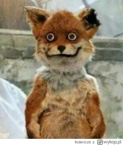 federiczii - #famemma #primemma tymczasem wypchany przez Jacę pies po tym jak myśliwy...