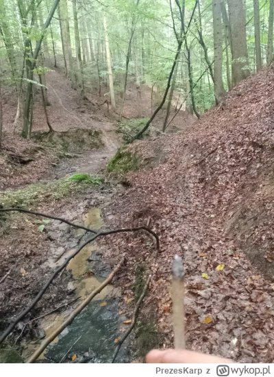 PrezesKarp - Grzybów nie ma ale i tak jest w pytę.
#wykopjointclub #natura