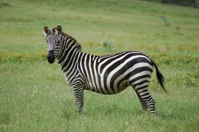 kocham_wykopka - @MercedesBenizPolska: oj przepraszam. Poniżej zebra (｡◕‿‿◕｡)