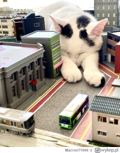 MacronT1000 - #bezczelnekotkiwchodzacenamakietykolejowe #koty #kitku 

Uwaga bo przyp...