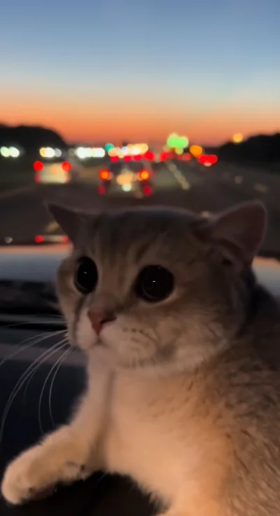 tomwick55 - #zwierzaczki #koty #kitku #zachodslonca