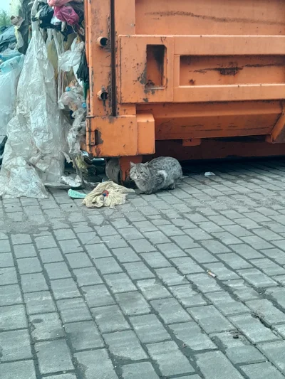 Juliusz-Banioski - to ja #koty #koteczkizprzypadku #pracbaza