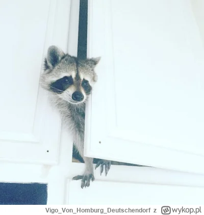 VigoVonHomburgDeutschendorf - - Czy ktoś powiedział "śmieci"?_
#szopeknadzis