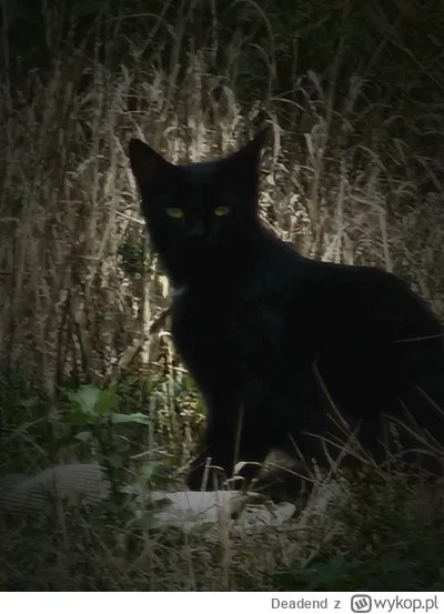 Deadend - Dzisiaj takiego bydlaka upolowałem,  udało mi się cyknąć zanim uciekł w cha...