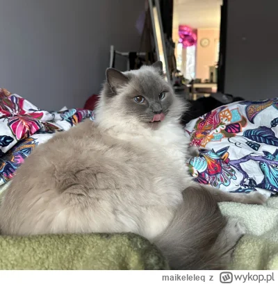 maikeleleq - Delusia i jej język #koty #pokazkota #ragdoll #kitku