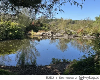 R2D2zSosnowca - @R2D2zSosnowca co ten Bóbr odwalił to ja nie wiem ʕ•ᴥ•ʔ