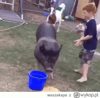 waszakapa - #kononowicz ile lat rudy jeździł na knurze ? #patostreamy