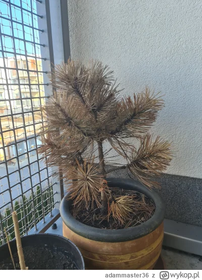 adammaster36 - Cześć! 

Mam problem z moją sosną bośniacką odmiany 'Satellite'. Przez...