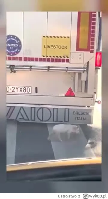 Ustrojstwo - Chyba #Wrocław #heheszki #świniak