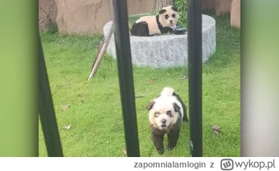 zapomnialamlogin - Fajne to zoo w Chinach #pokazpsa #panda #heheszki