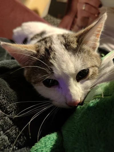 crimsontides_ - Wczoraj robiłem #pokazkota #kitku po wizycie u babci. Mimo s---------...