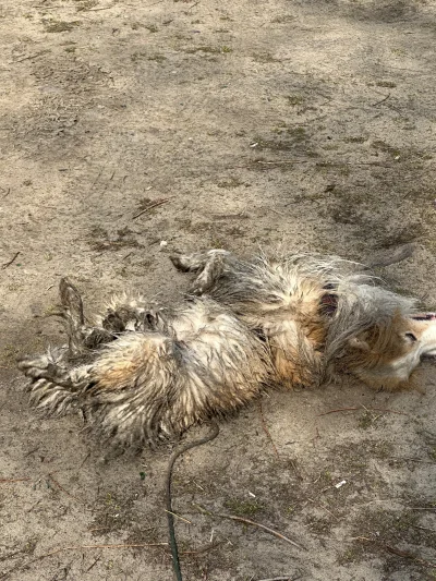 o__0 - Brudny pies to szczęśliwy pies ( ͡° ͜ʖ ͡°)

#pokazpsa #smiesznypiesek #borderc...