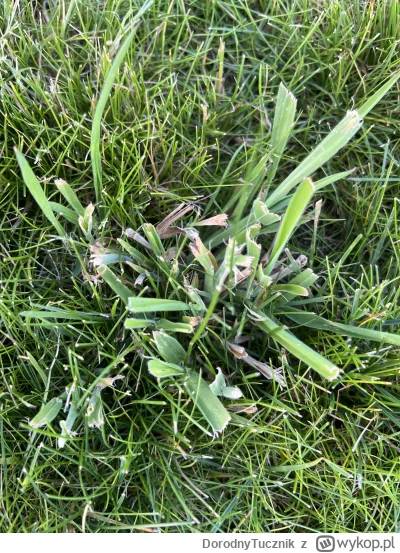 DorodnyTucznik - #ogrodnictwo #ogrod #budowadomu 
Ktoś wie co to za goowniana trawa s...