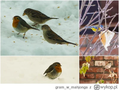 gramwmahjonga - #ptaki #zima #dokarmianieptakow
Dziś udało się złapać rudzika. Wydaje...