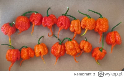 Rembrant - Zapraszam do #rozdajo papryczek Carolina Reaper osiągającej około 2 200 00...