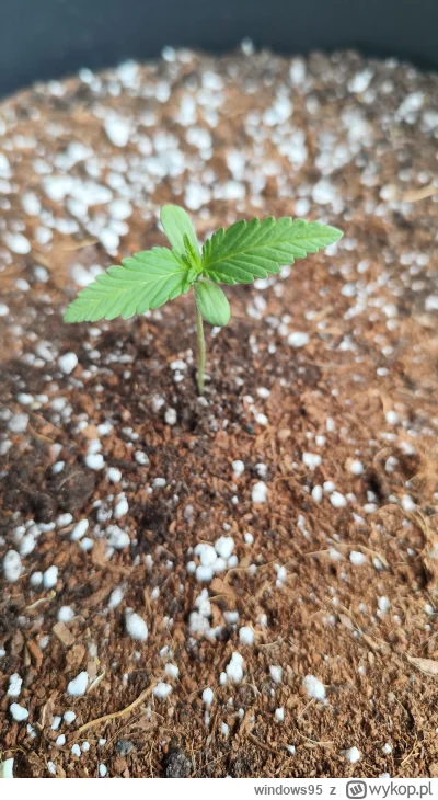 windows95 - @FreakingAwesome to ja dzisiaj ( ͡° ͜ʖ ͡°)