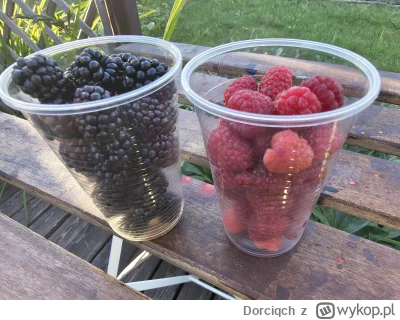 Dorciqch - Dawno nie wrzucałam zdjęć z #dzialka #rod no to dzisiaj macie moje skromne...