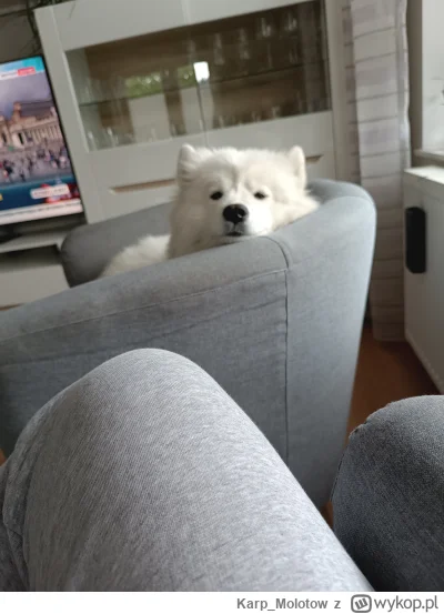 Karp_Molotow - Czekamy na murzyna ! #pies #pokazpsa #zwierzaczki #konklawe