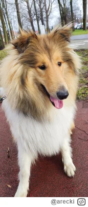 arecki - To i ja się pochwalę moim liskiem 🙂
#pokazpsa