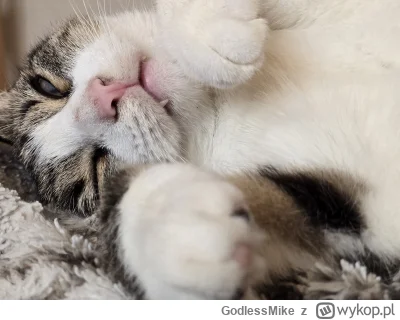 GodlessMike - @Lemmonix Stefany to fajne kociaki 乁(♥ ʖ̯♥)ㄏ
