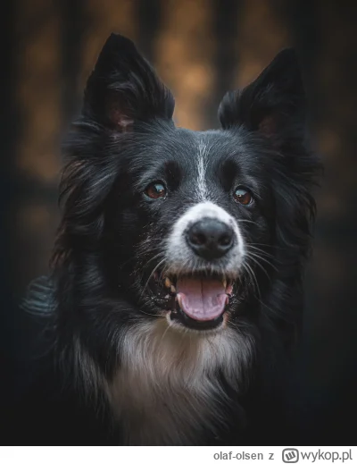 olaf-olsen - @olaf-olsen: