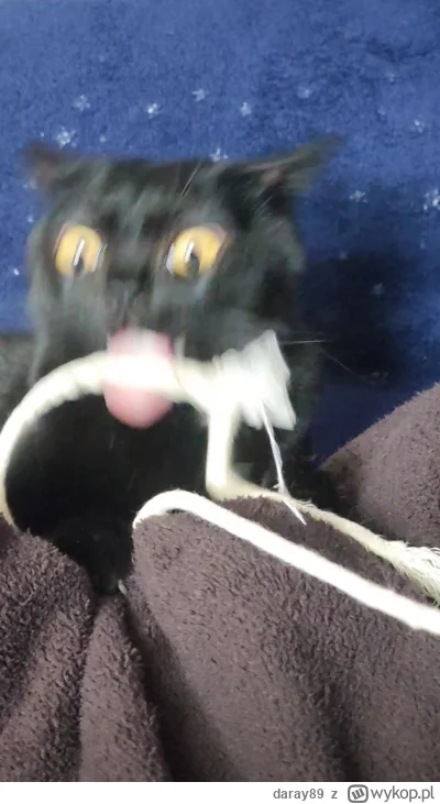 daray89 - #codziennykotopetany #dziwnekotki