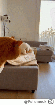 Pshemeck - #koty #smiesznypiesek #zwierzaczki #byloaledobre